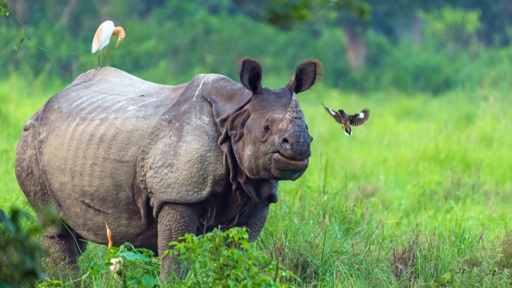 Indian One Horned Rhinoceros In Gorumara Park - Resort Trimurti